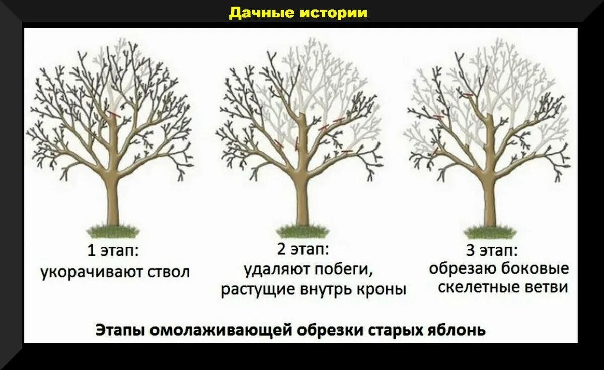 Когда весной делать обрезку плодовых. Схема обрезки плодовых деревьев. Схема обрезки яблони весной. Омолаживающая обрезка плодовых деревьев. Схема омолаживающей обрезки старой яблони весной.