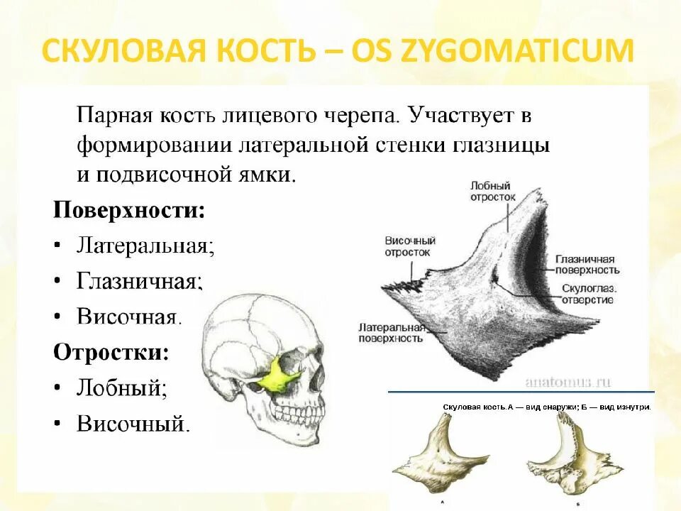 К какому отделу черепа относится скуловая кость