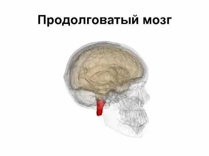 Почему повреждение продолговатого мозга опасно для жизни
