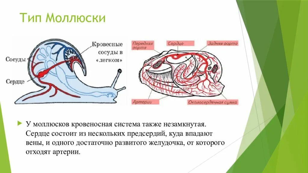 Незамкнутая кровеносная система у моллюсков. Тип моллюски кровеносная система. Эволюция кровеносной системы у моллюсков. Брюхоногие моллюски кровеносная система. Незамкнутая кровеносная система характеристика