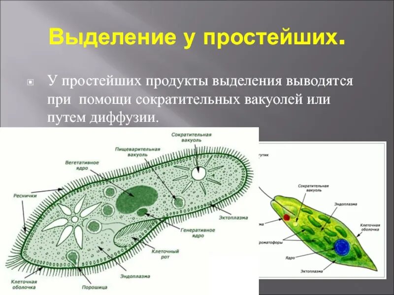 Выделение биология 6 класс кратко. Сократительные вакуоли инфузории. Выделительная вакуоль простейших. Сократительная вакуоль протистов. Сократительные вакуоли инфузории туфельки.