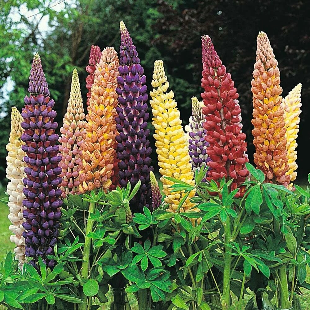 Люпин цветок выращивание из семян. Люпин Russell Hybrids. Lupinus Russell Hybrids. Люпин Луговой. Люпин Рассел микс.