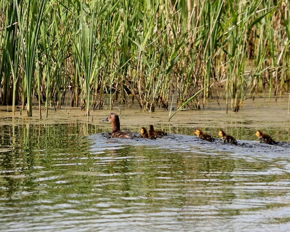 рыбалка с бакланами в китае. экзотическая охота. экзотическая охота. экзотическая охота. охота с бакланами в китае.