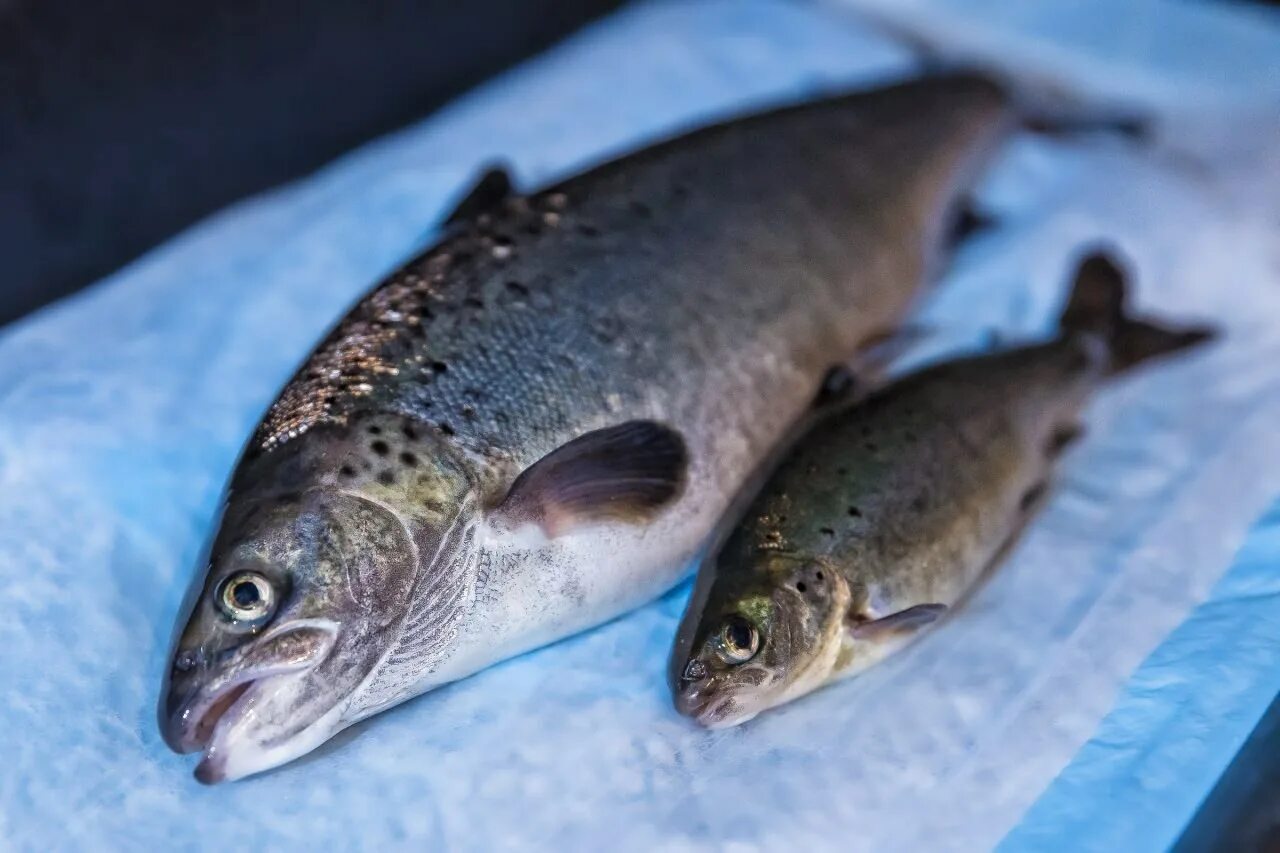 Рыба лорен. King salmon (chinook). Рыба австралийский лосось кахавай. Рыба лорен. Лосось aquadvantage.