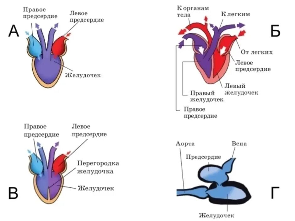 Какая кровь поступает у млекопитающих. Схема строение кровеносной системы у животных. Строение сердца животных схема. Эволюция кровеносной системы позвоночных схема. Схема строения сердца хордовых.