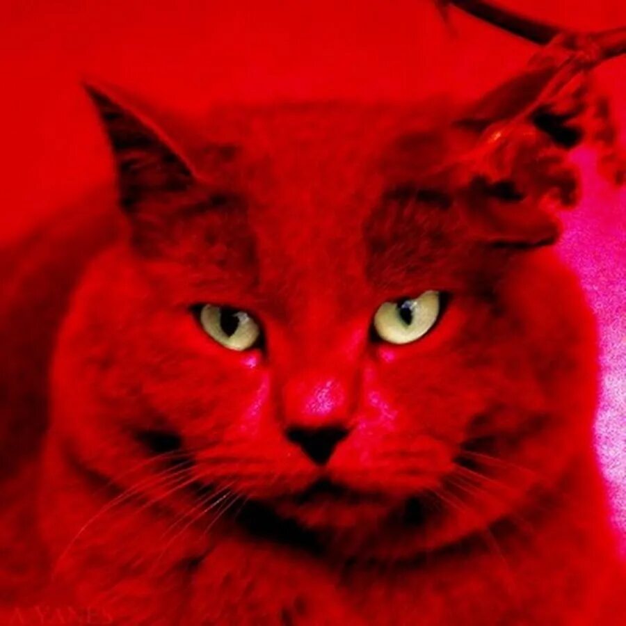 Ред Кэт ред Кэт. Красный кот. Кот красного цвета. Красный кот Red Cat. Про red cat