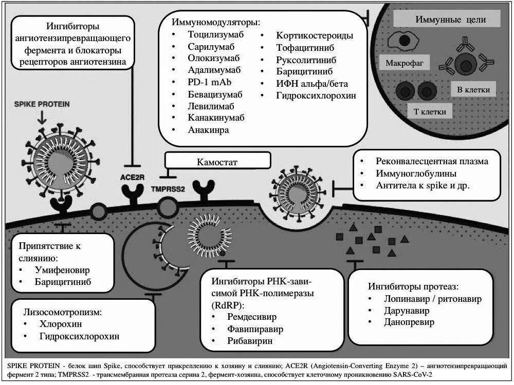 Коронавирус шторм. Противовирусные средства механизм действия. Мишени для действия противовирусных препаратов. Противовирусные лекарственные средства механизм действия. Механизм действия противовирусных и противоопухолевых препаратов.