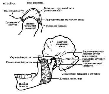 Височная кость и нижняя челюсть тип соединения