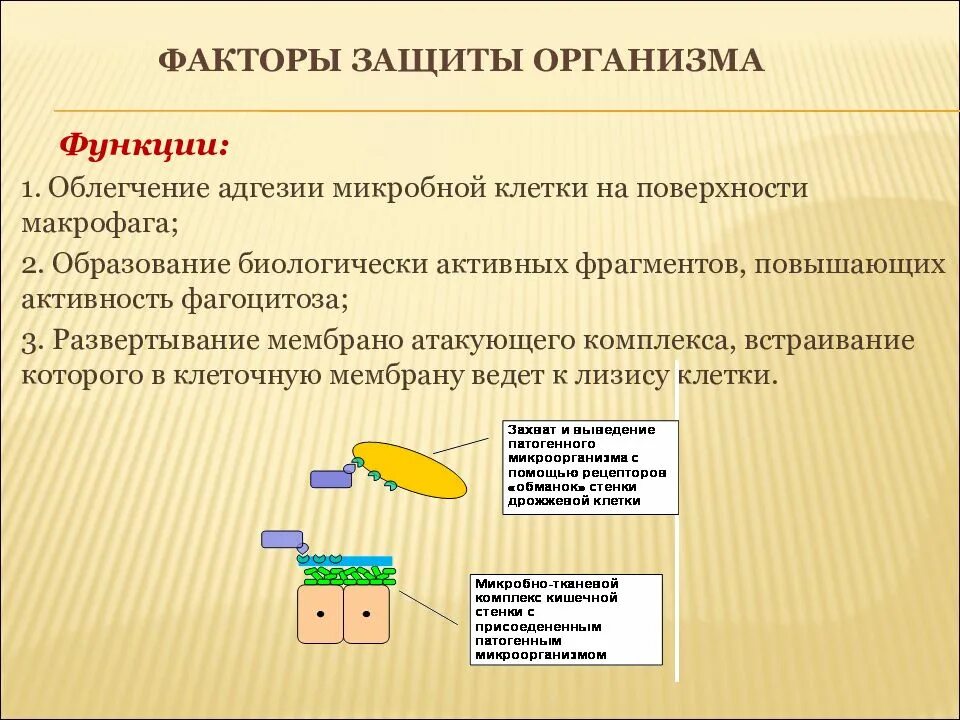 Защитить функция. Защитные функции организма. Естественные системы защиты организма. .Естественные и клеточные факторы защиты организма.. Уровни защиты организма.