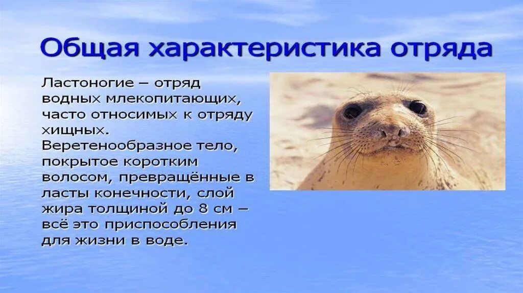 Ластоногие характеристика общая биология. Семейство ластоногих представители. Отряд ластоногие 7 класс биология. Отряды млекопитающих ластоногие. Отряд ластоногие представители.