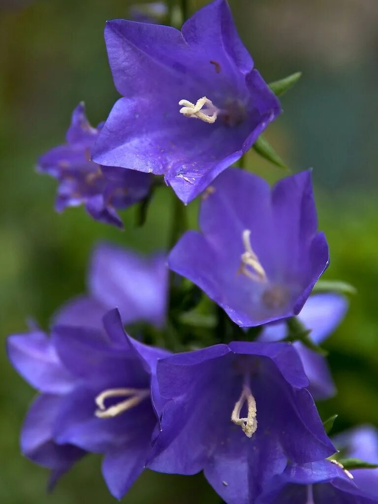 Кампанула колокольчик цветок. Колокольчик Campanula. Кампанула колокольчик сиреневый. Колокольчик персиколистный фиолетовый. Цветение колокольчика