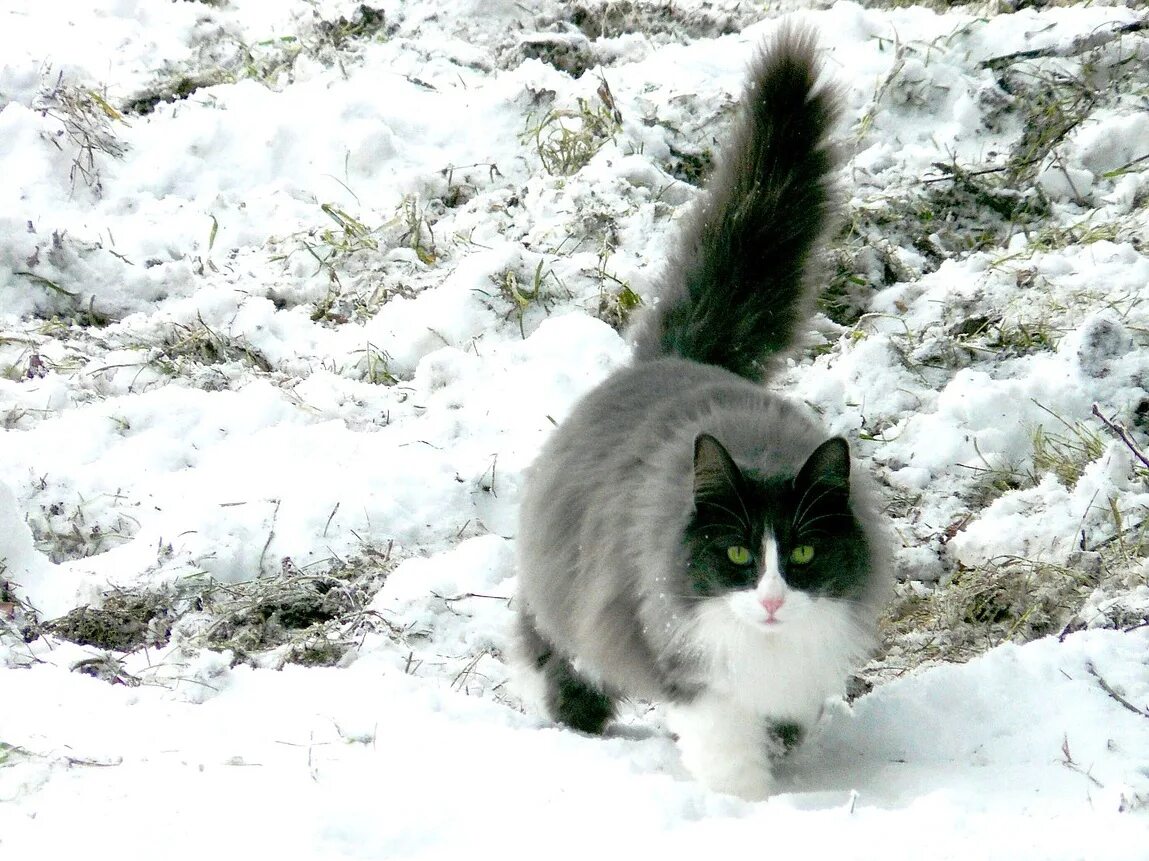 Белый кот в снегу. Аляскинский сноу кэт. кот зима. сибирская кошка в снегу. пушистые кошки зимой.
