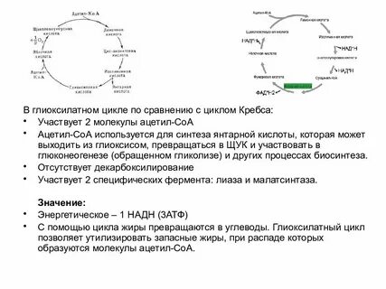 Биосинтез дыхания
