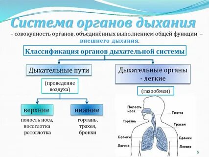 Признаки дыхания 5 класс