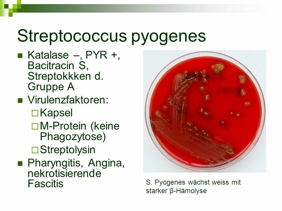Streptococcus pyogenes на жидкой среде. Стрептококк пиогенес на кровяном агаре. Стрептококк пиогенес (Streptococcus pyogenes.
