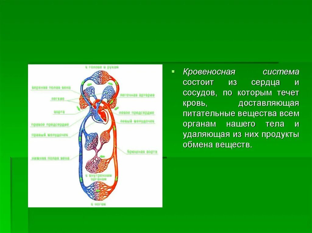 В чем заключается биология человека. Кровеносная система человека. Система органов кровеносная система. Кровеносная система состоит из сердца и. Кровеносная система cjnjbn BP.