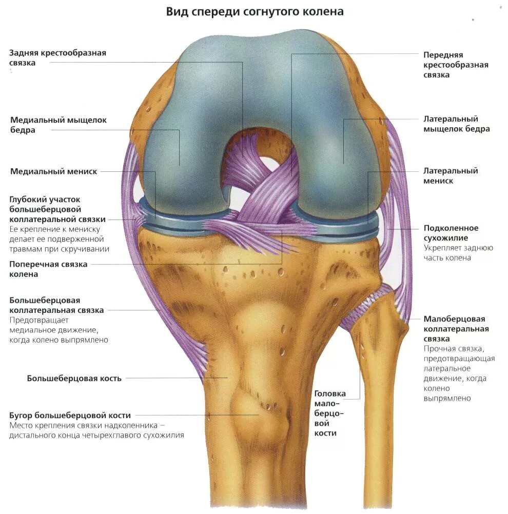 Связки тела. Связочный аппарат коленного сустава анатомия. Коленный сустав связки и сухожилия анатомия. Левый коленный сустав строение анатомия. Строение коленного сустава связки и мышцы.