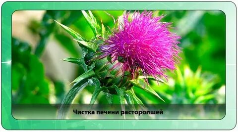 Расторопша очищает печень