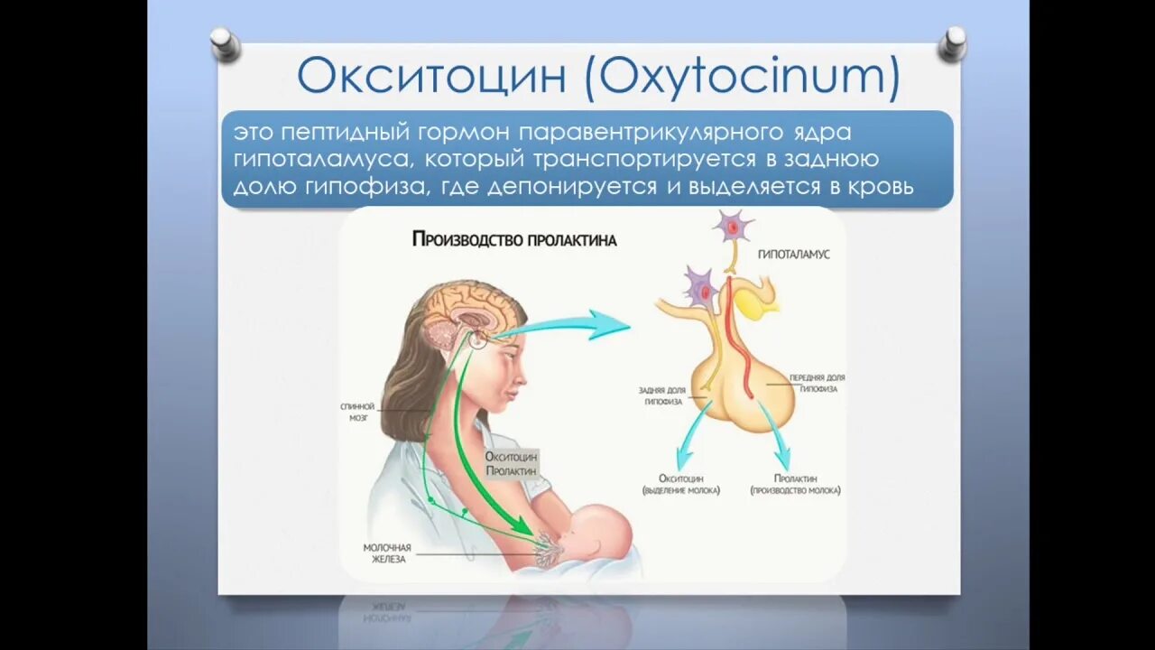Окситоцин это гормон чего. Окситоцин гормон. окситоцин презентация. женский гормон окситоцин. гормоны любви и привязанности.
