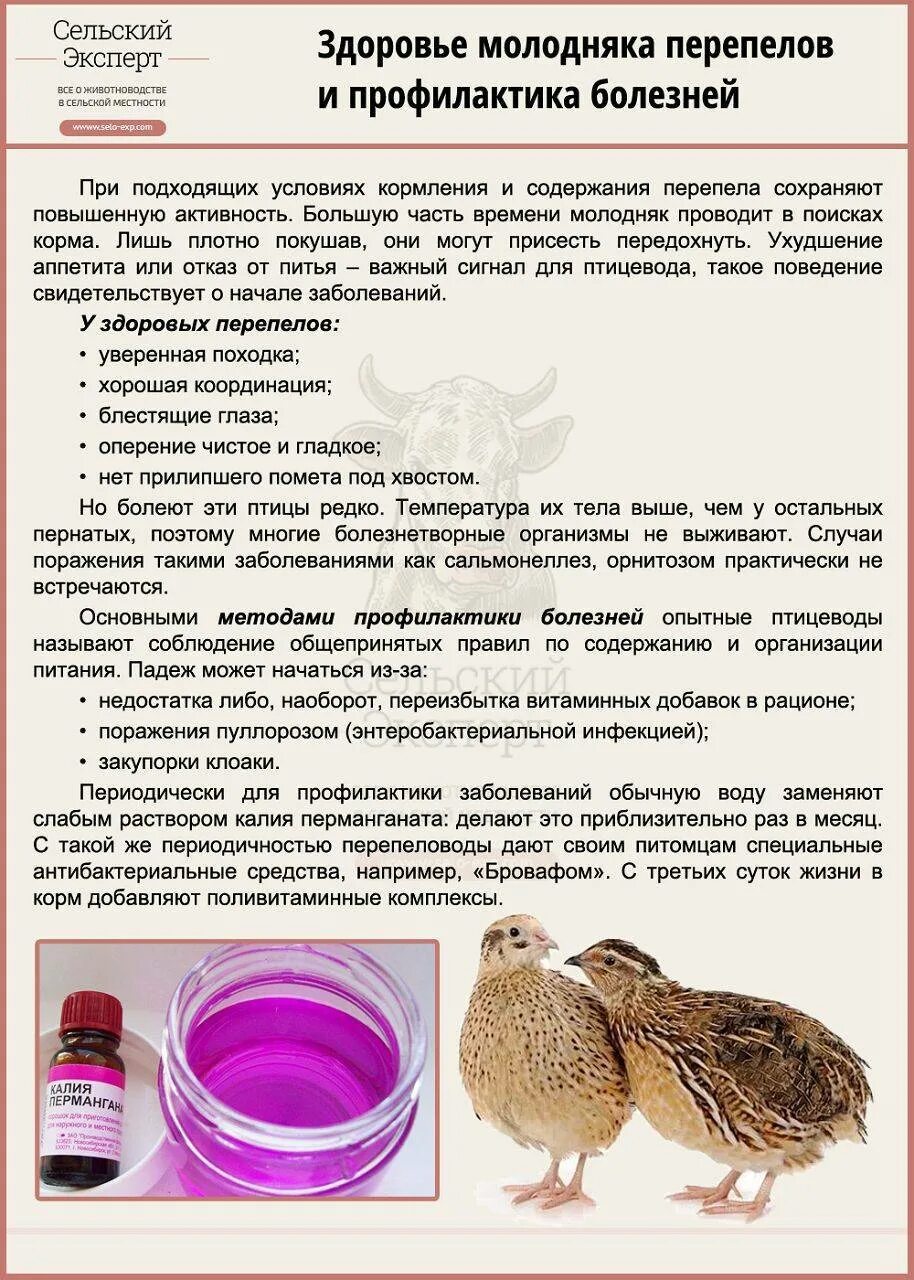 Условия кормления и содержания. Схема кормления перепелов комбикормом. нормы кормления перепелов таблица. нормы кормления перепелов комбикормом. корм для перепелят с первых дней.