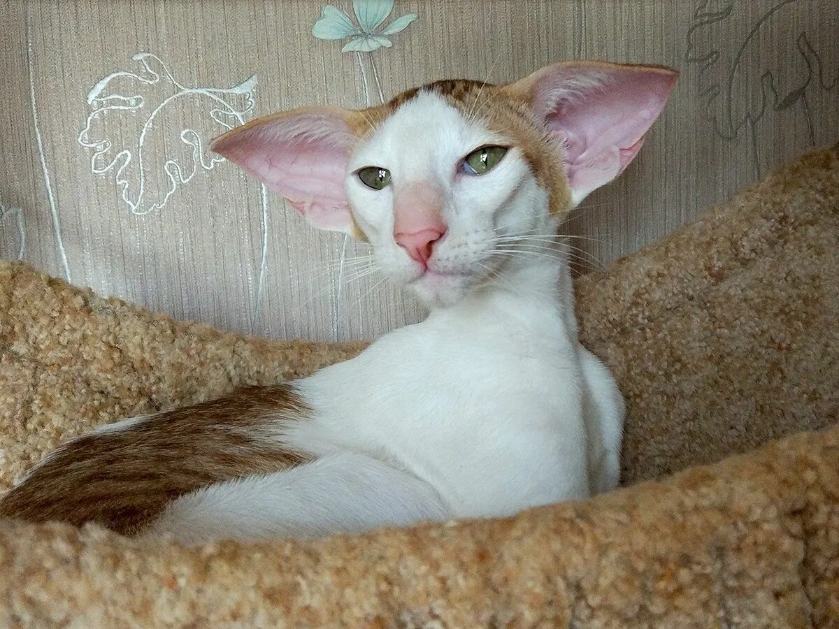 Ориентальная кошка. Ориентальный кот рыжий грузин. Коты породы ориенталы. Ушастый кот Ориентал.