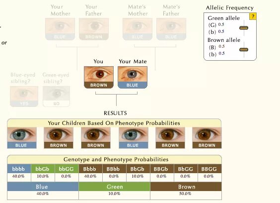 Папа карие глаза мама зеленые. Вероятность цвета глаз у ребенка таблица. Таблица по цвету глаз родителей и ребенка. Цвет глаз будущего ребенка таблица. Цвет глаз у новорожденных таблица.