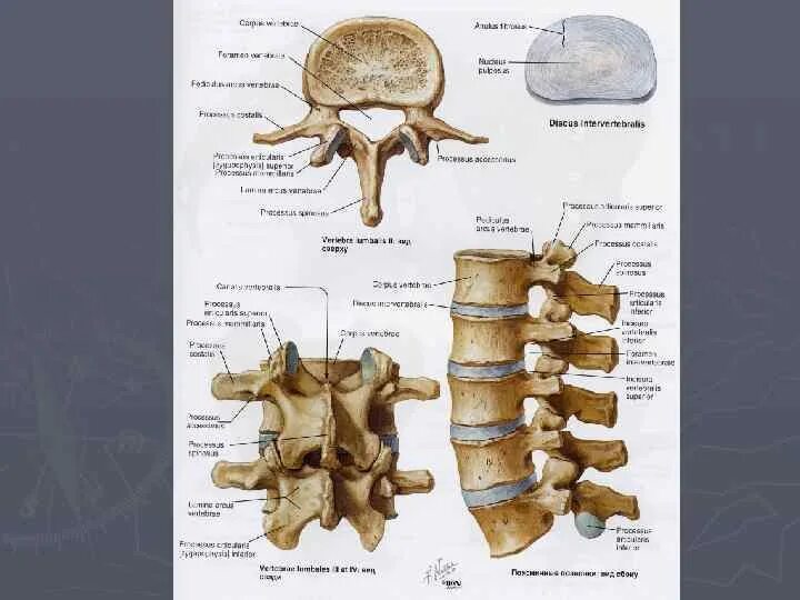Тело позвонка размер. Строение поясничного отдела позвоночника. Строение позвонков поясничного отдела. Позвонок поясничного отдела анатомия. Позвоночник строение анатомия поясничного отдела.