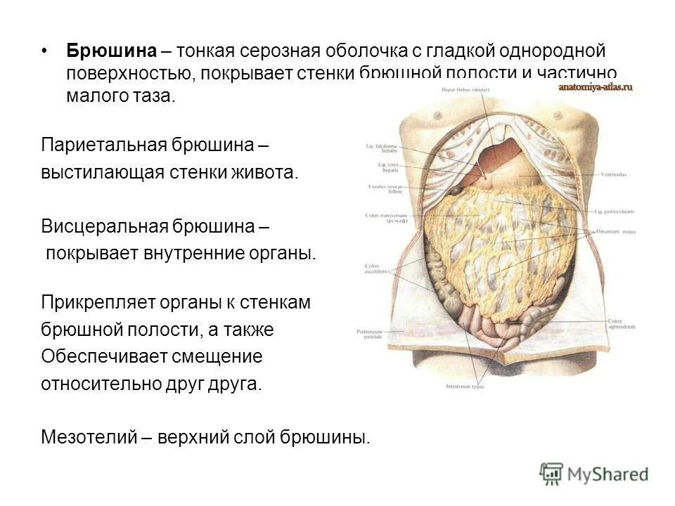 Какие железы расположены в брюшной полости. Брюшина выстилающая стенки полости живота. Строение брюшины анатомия. Серозная оболочка, выстилающая стенки полости живота. Брюшина строение послойно.