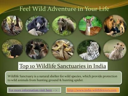 Wildlife meaning