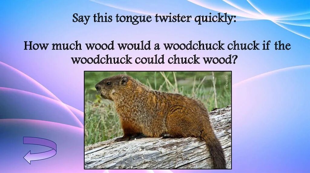 Скороговорка про бобров. Woodchuck Chuck. Скороговорка Woodchuck Chuck. How much Wood would a Woodchuck Chuck скороговорка. Chuck Wood скороговорка.