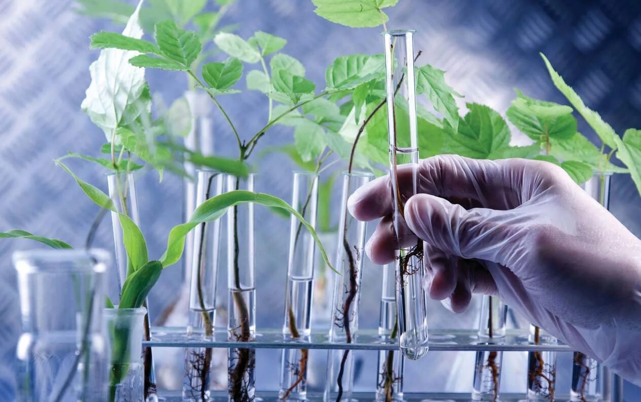Сельскохозяйственная биотехнология. Биотехнологии в сельском хозяйстве. Биотехнология растений. Биотехнологии в растениеводстве. Генная инженерия в растениеводстве.