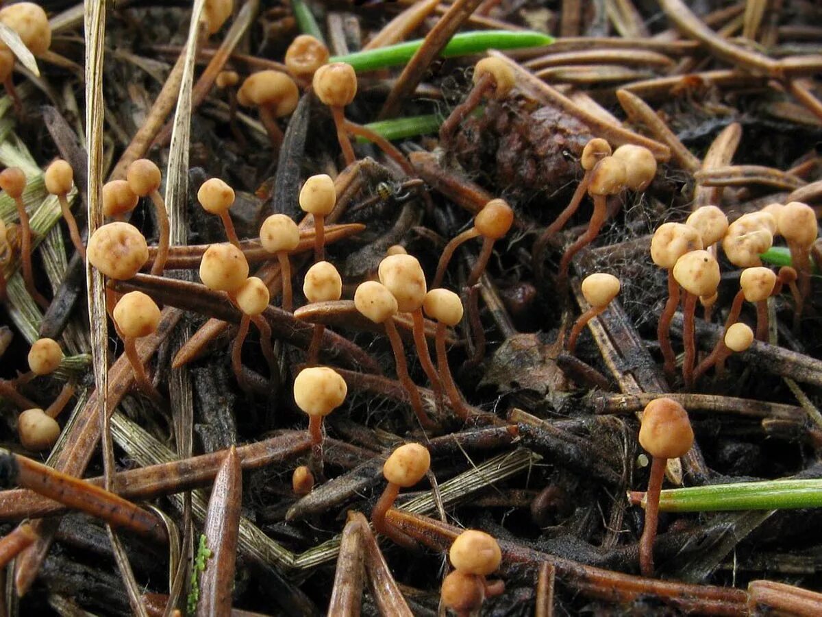 Гриб лопастник гельвелла бокальчатая. Сумчатые грибы аскомицеты. Сумчатые грибы. Сумчатые грибы аскомицеты. Сумчатые грибы аскомицеты.