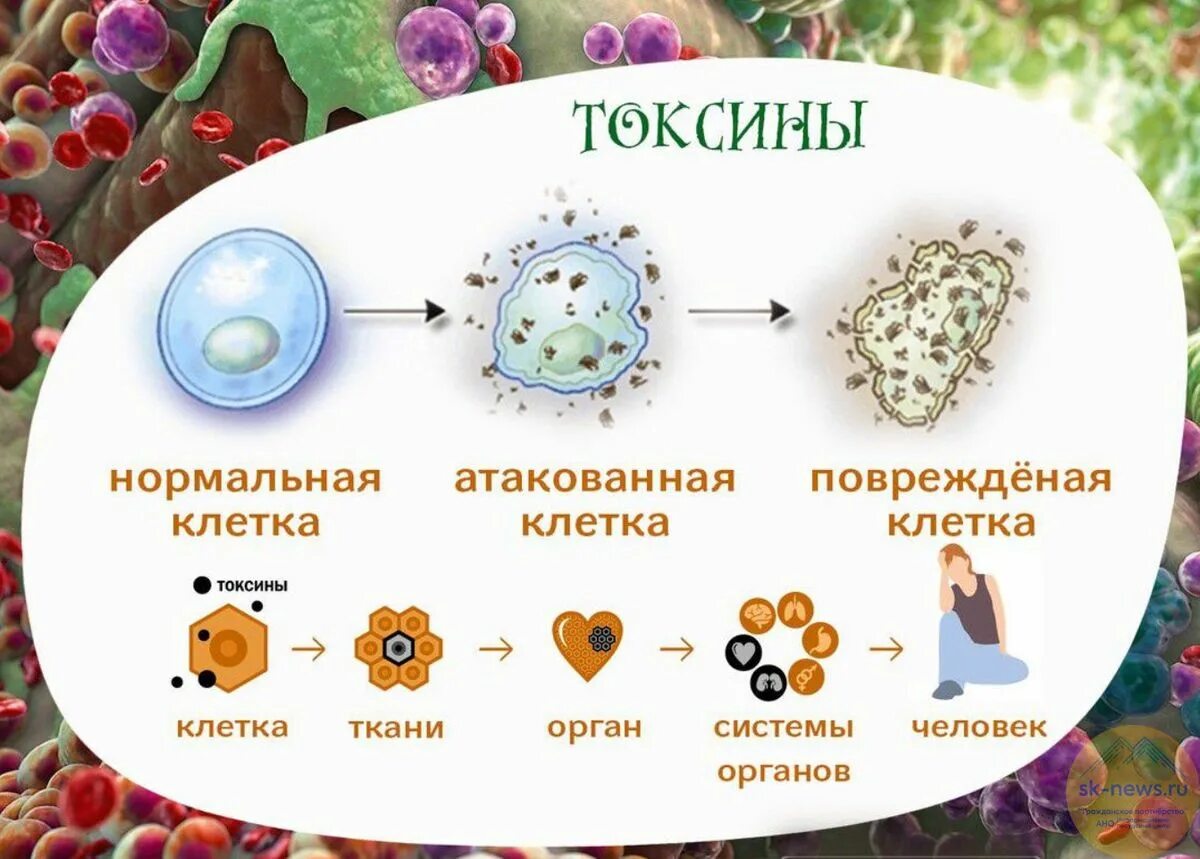 Токсины лечение. Что такое токсины в организме человека. Накопление токсических веществ в организме. Здоровая клетка.