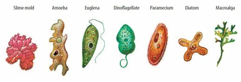 Кто был после простейших. Царство протисты водоросли. Царство Protista. Протисты хромисты археи. Одноклеточные.