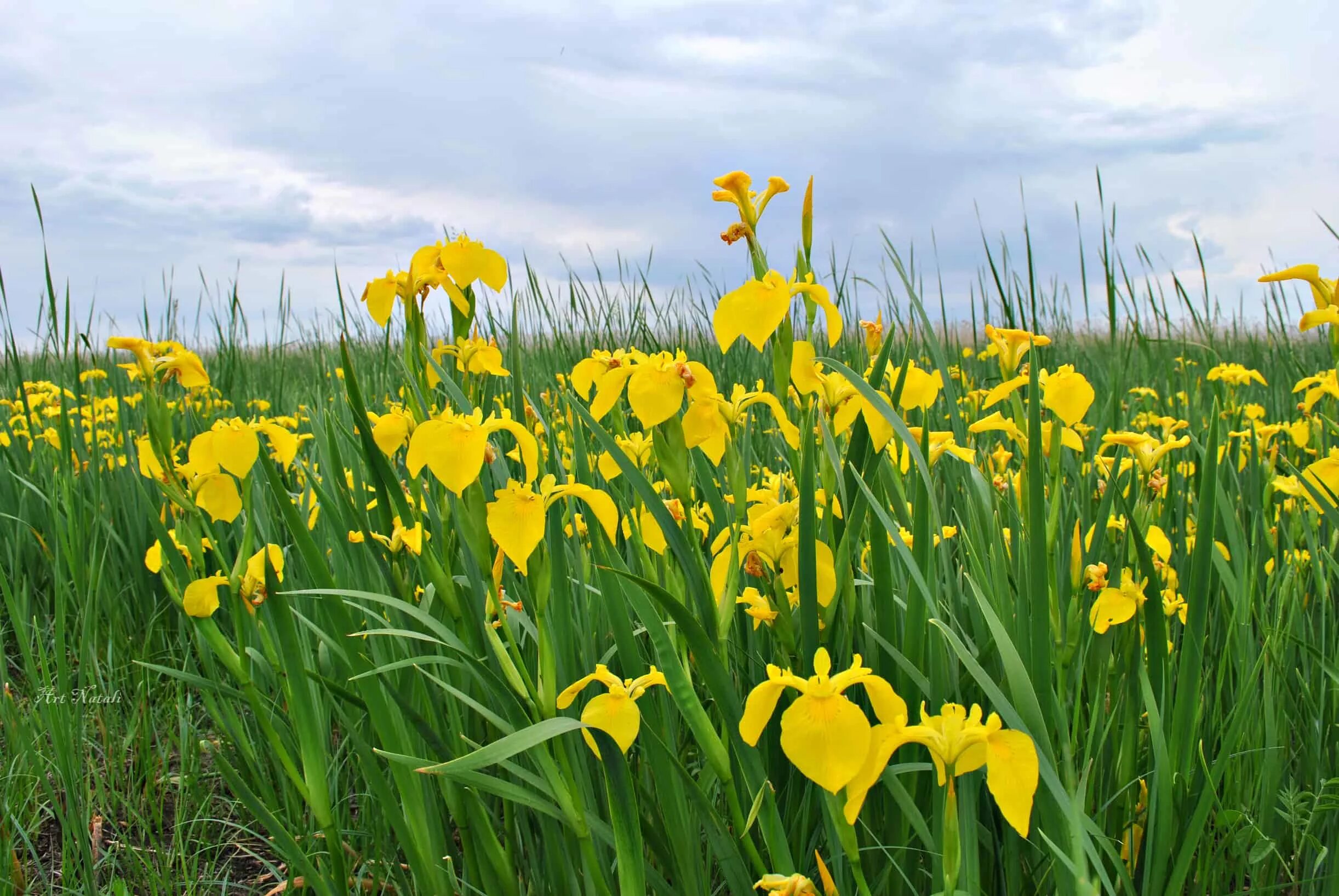 Ирис болотный фото. Ирис аировидный. Ирис жёлтый – Iris pseudacorus. Ирис болотный аировидный желтый. Ирис болотный Касатик болотный ложноаировый Ирис желтый.