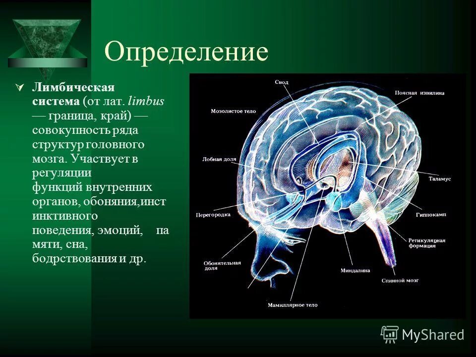 Лимбическая структура мозга. Структуры лимбической системы головного мозга. Лимбическая система мозга функции лимбической системы. Лимбическая система мозга, её функции.. Лимбическая система гиппокамп функции.