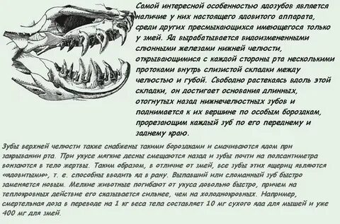 Есть ли у безногой ящерицы ядовитые железы