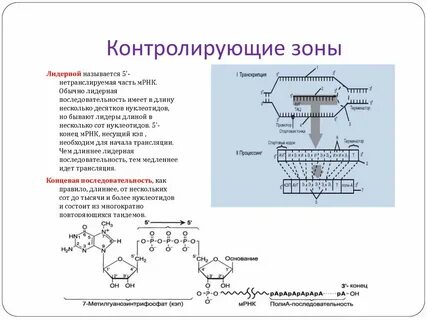 Участок мрнк способный
