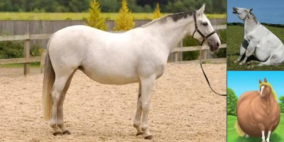 толстый конь