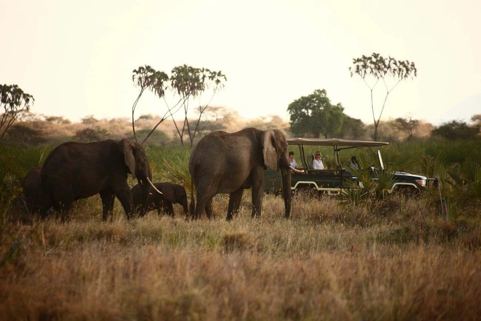 Trip africa. Кения сафари. Кения сафари 2022. Сафари в Африке. Национальный заповедник Шаба.