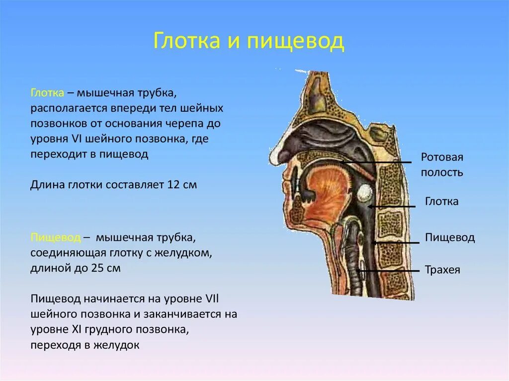 Глотка переходит в пищевод на уровне. Глотка располагается на уровне позвонков. Глотка переходит в пищевод у взрослых на уровне позвонков. Глотка выполняет функции