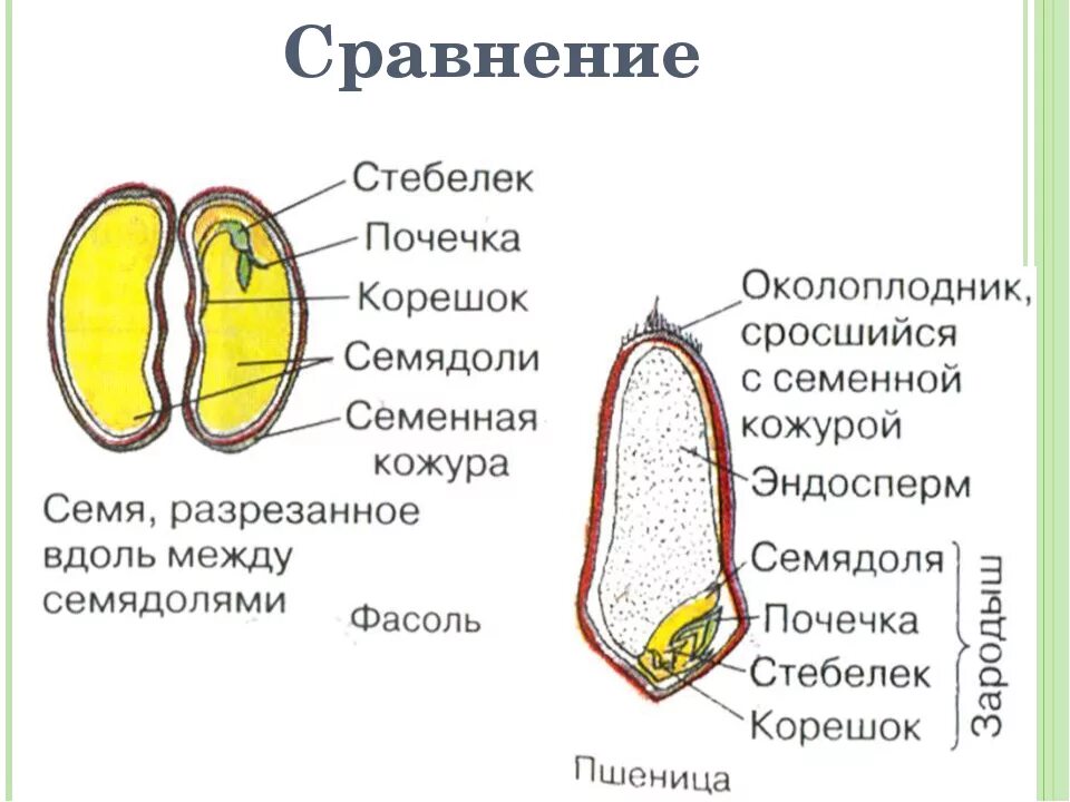 строение семени фасоли и пшеницы. строение семени фасоли с частями. схема семени однодольного растения. строение фасоли и пшеницы. строение фасоли и пшеницы.