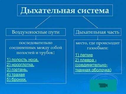Воздухоносные пути состоят