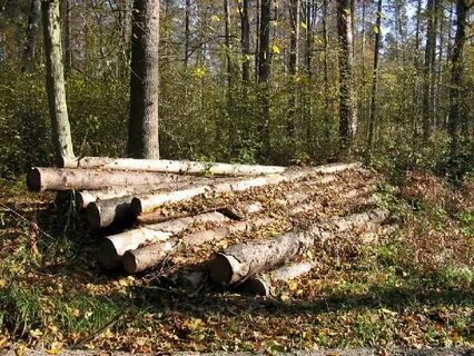 Ущерб причиненный лесным насаждениям