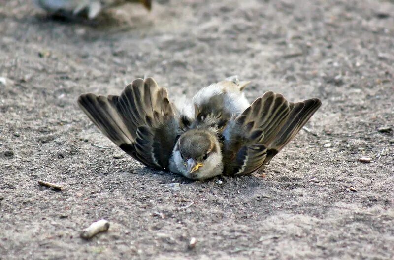 Воробей в полете. Воробей трепещет крыльями. Воробей трепещет крыльями. Воробей трепещет крыльями. Городские птицы.