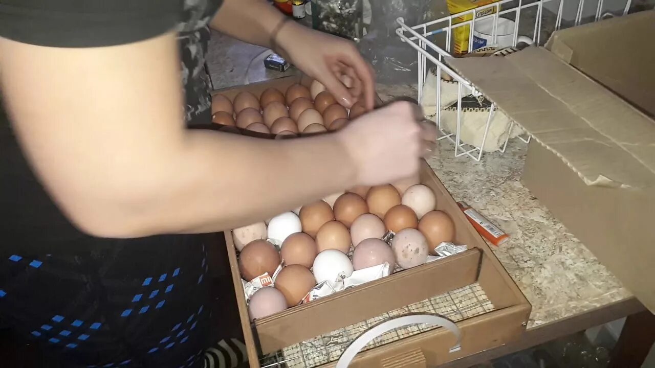 Дезинфекция инкубационных яиц. Инкубатор куры. Овоскопирование яиц. Инкубация яиц дезинфекция. Инкубатор для яиц.