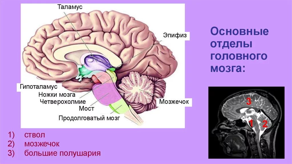 Таламус и гипоталамус какой отдел мозга. Отделы головного мозга таламус и гипоталамус. Строение мозга таламус гипоталамус. Большое полушарие мост мозжечок гипоталамус продолговатый мозг. Отделы головного мозга конечный мозг промежуточный мозг.