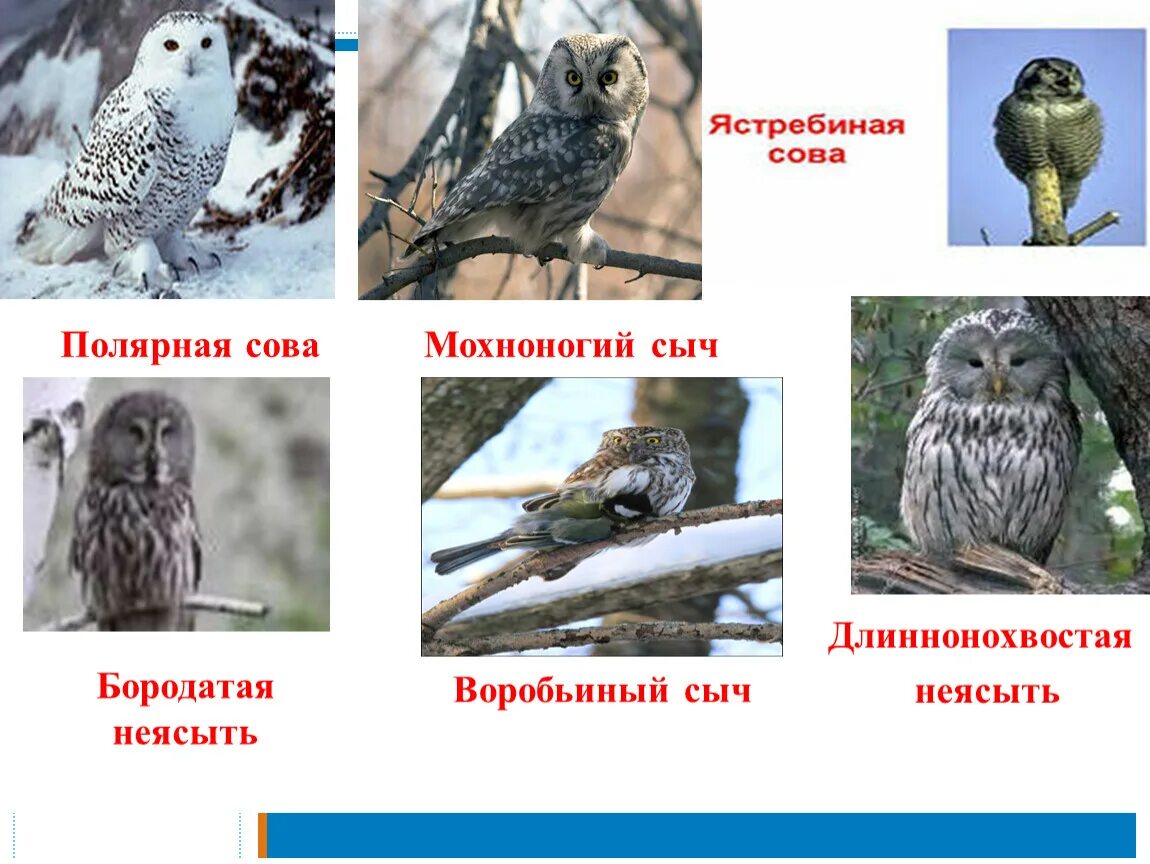 К какому типу относится сова. Совы представители. сова виды и названия. разновидности сов с названиями. представители отряда совы.