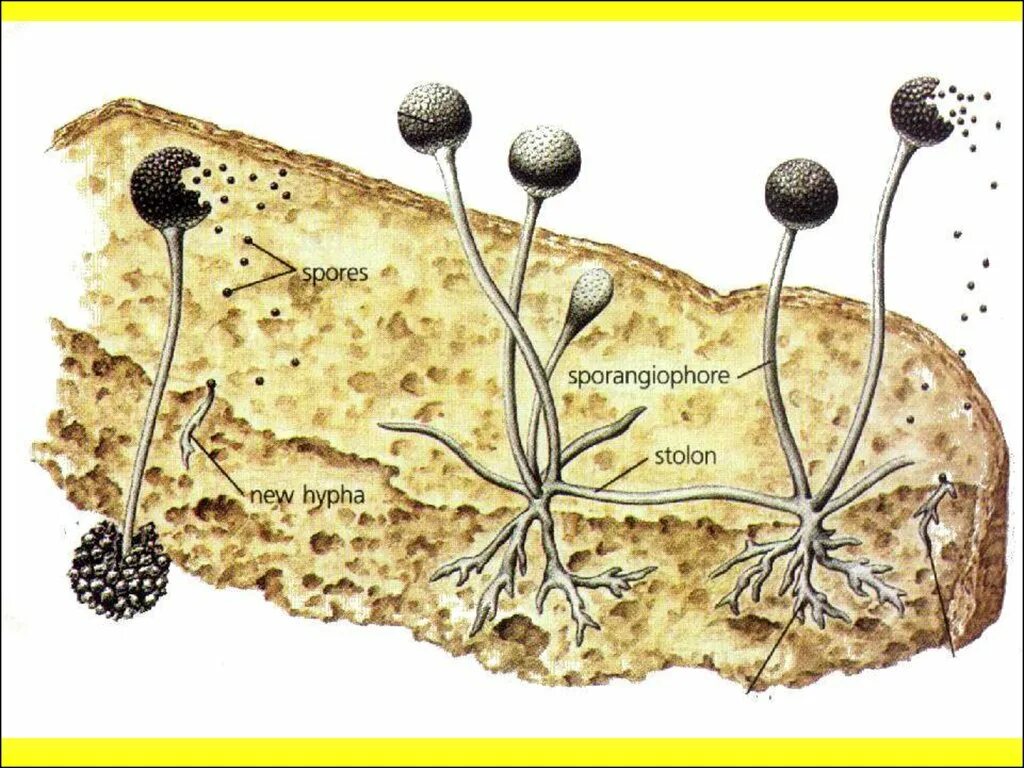 Гриб мукор биология. Мицелий мукора. Строение мицелия мукора. Мицелий у грибов мукор. Мицелий со спорангиями.