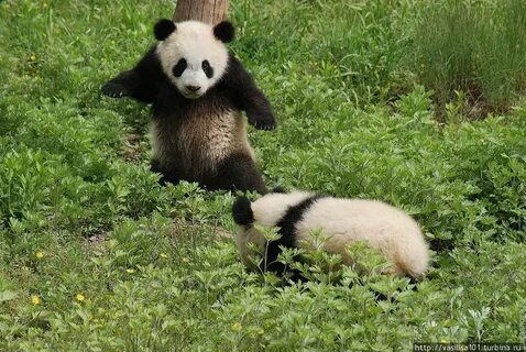 Pandas s3